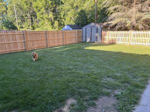 Kenosha Dog Fencing rev3 300x225