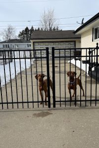 Kenosha Dog Fencing rev5 200x300